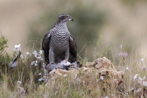 Northern goshawk