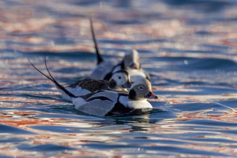 Long-tailed duck