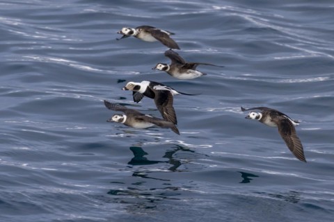 Long-tailed duck