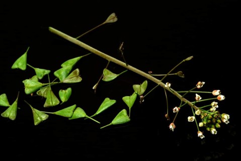 Shepherd's purse