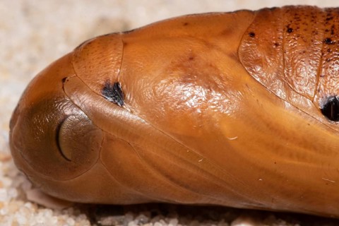 Oleander hawk moth pupa lying on sandy soil
