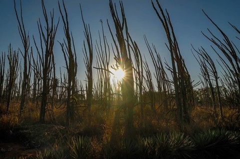 Spiny forest in backlight