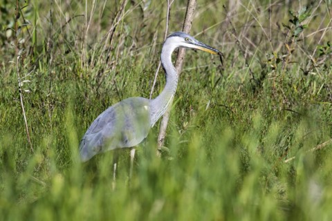 Grey heron