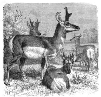 Pronghorn