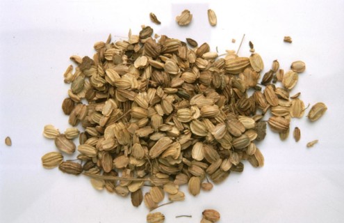 Medicinal plant