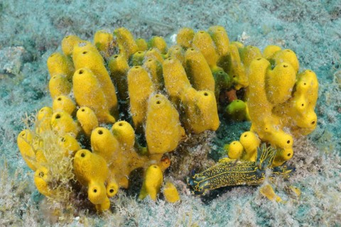 Golden sponge