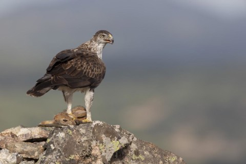 Bonellis eagle