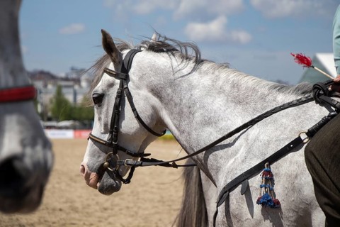 Portrait of dark palomino horse. Horse head with long mane in profile
