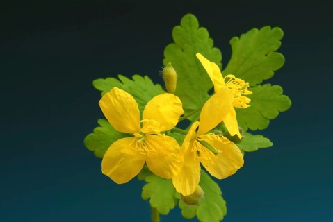 Medicinal plant greater celandine