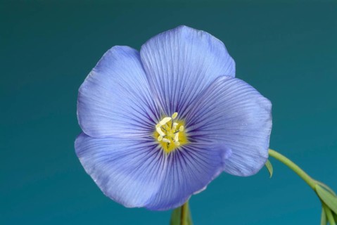 Medicinal plant Linseed