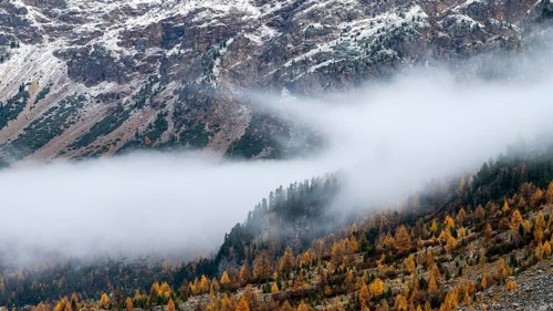 Autumn larch forest in Val Morteratsch