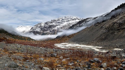 Autumn larch forest in Val Morteratsch