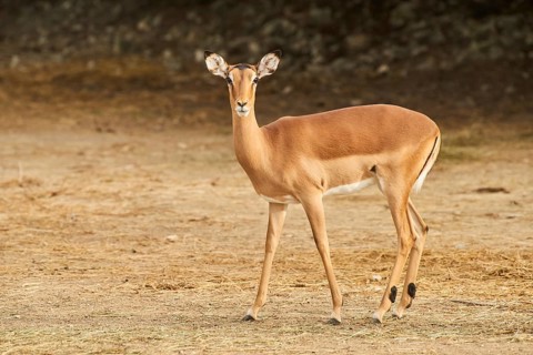 Female Impala