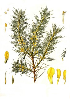 Milkvetch