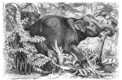 Indian Elephant