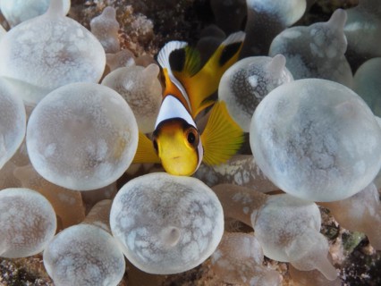 Juvenile red sea clownfish