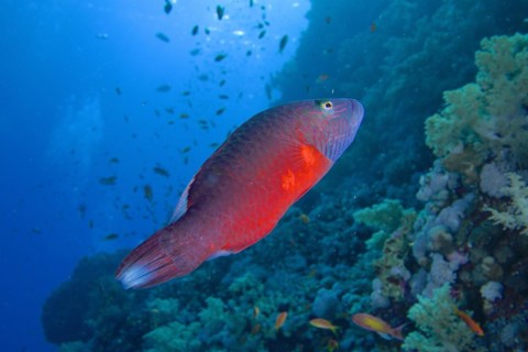 Wrasse