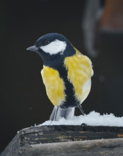 Great tit