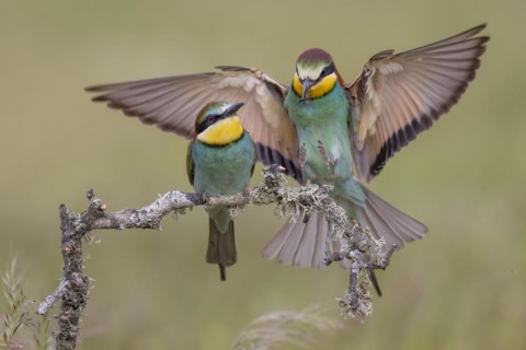European bee-eater