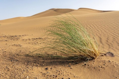 Drinn grass