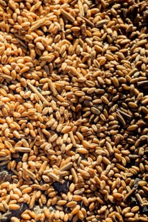 Lots of yellow wheat grains on the view forming a textured background