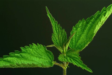 Medicinal plant stinging nettle