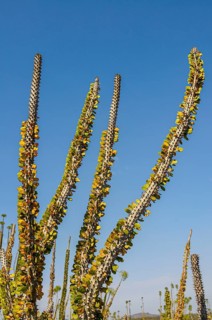 Madagascar spiny forests