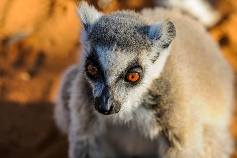 Ring-tailed Lemur