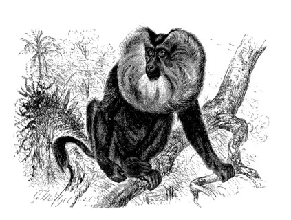 Lion-tailed macaque