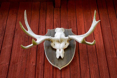 Elk antlers as a hunting trophy on a red-painted wooden facade