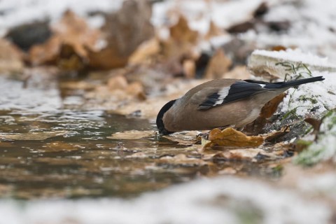 Eurasian bullfinch