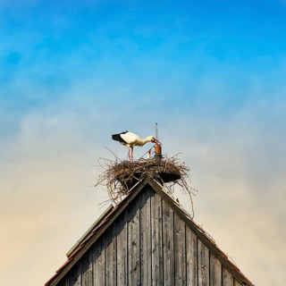 White storks