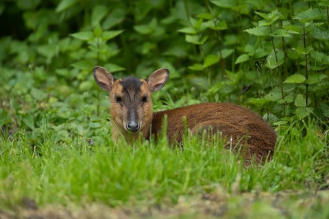 Muntjac