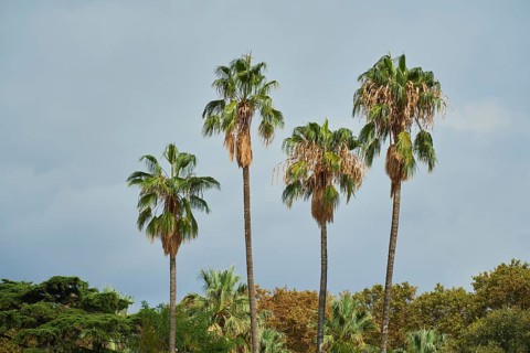 Mexican fan palm