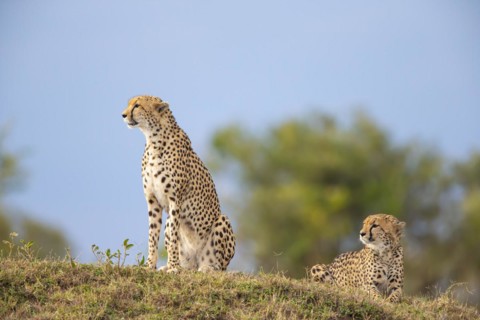 Cheetah
