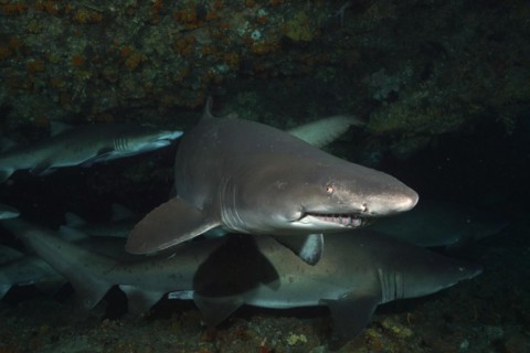 Several sand tiger sharks
