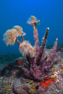 Group of mediterranean fanworm