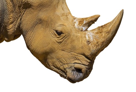 African white rhino