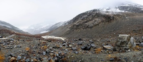 Autumn larch forest in Val Morteratsch