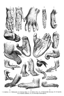 Hand and foot of different apes. 1