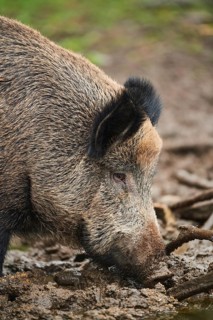 Portrait of a Central European boar