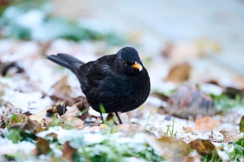 Common blackbird