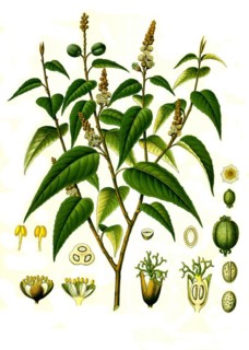 Medicinal plant
