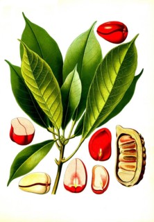 Medicinal plant