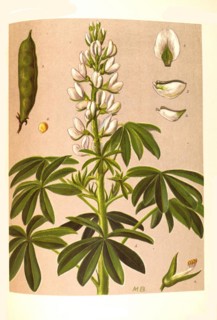 Medicinal plant