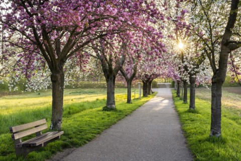 A beautiful alley with blooming pink and white cherry trees in spring in the morning sun with a sunstar