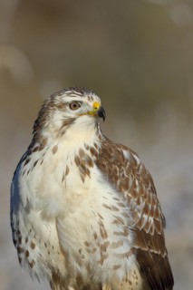 Steppe buzzard