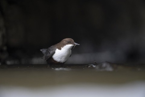 White-breasted dipper