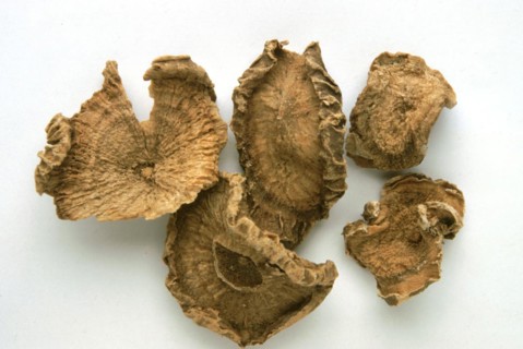 Medicinal plant