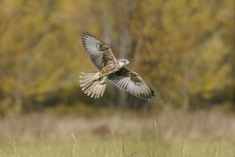 Saker falcon